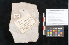 Foto (Objekt + Etikett) von Sphaeria palaeodaphnes Ettingshausen (NHMW-GEO-2024-0188-6711)